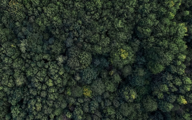 Много деревьев сверху