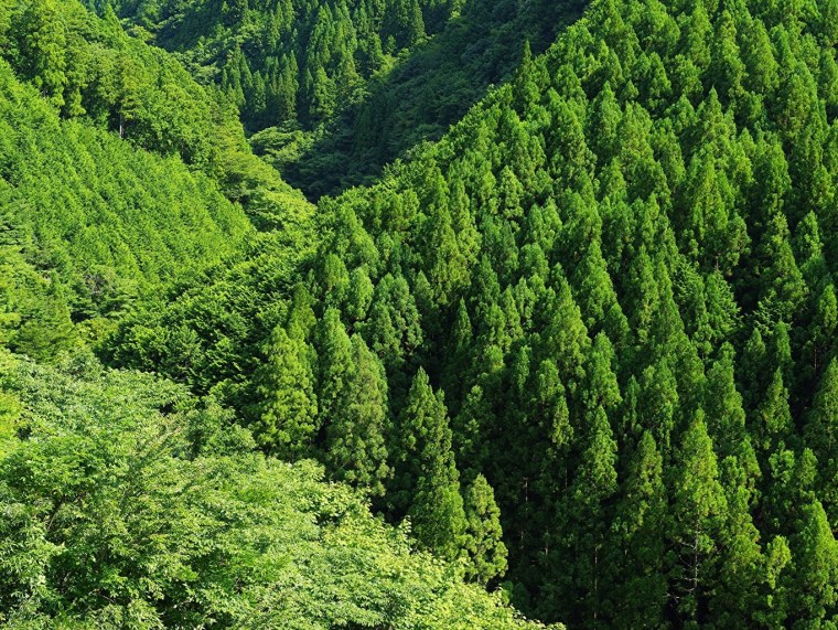 Лес в Азербайджане