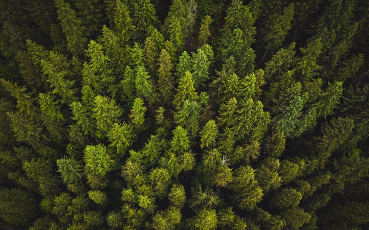 Лес сверху сбоку