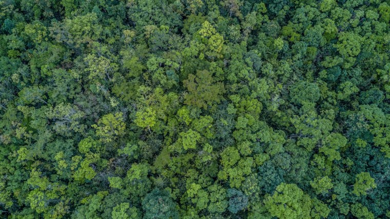 Лиственный лес вид сверху