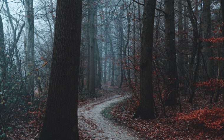 Мрачный лес Эстетика