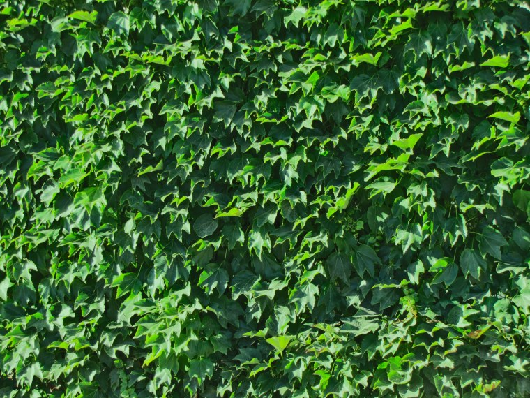 Фактура листьев деревьев