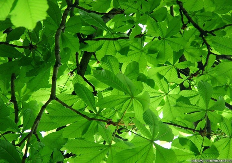 Густая листва деревьев