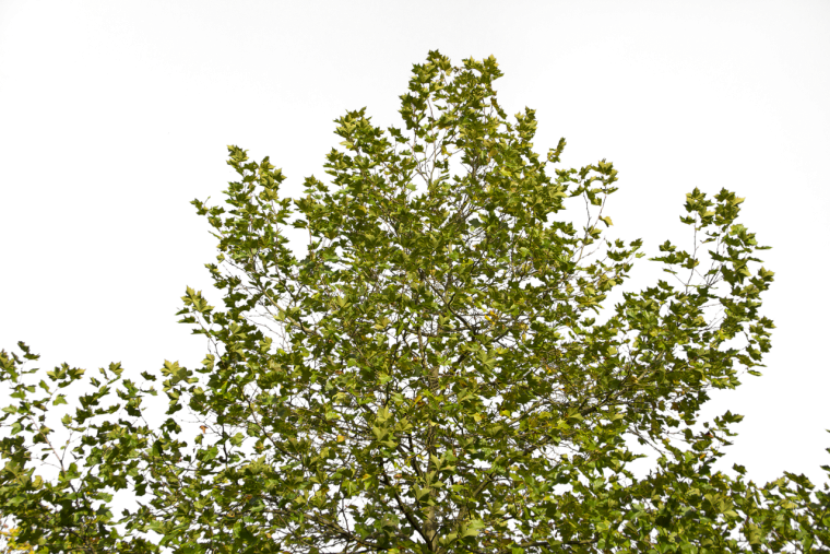 Дерево с кустами и без