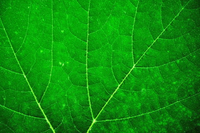 Красивый зеленый