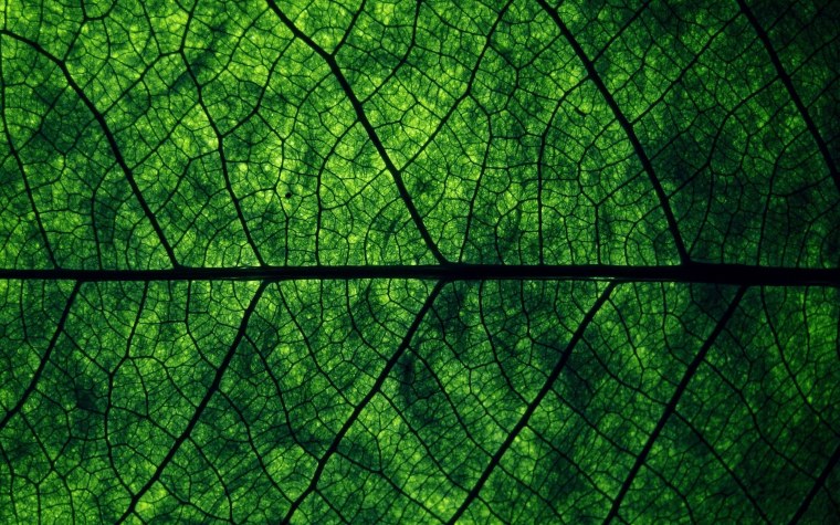 Жилка листа