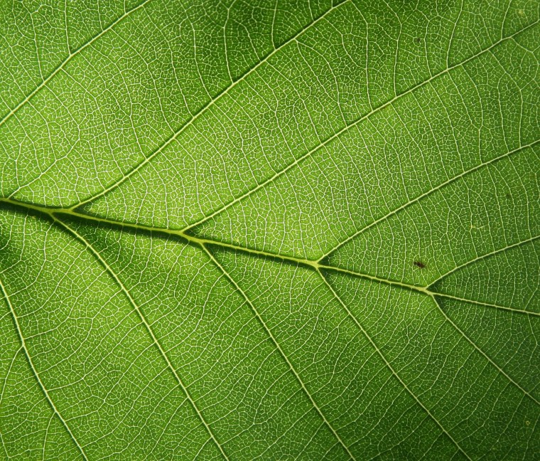 Текстура листка растения