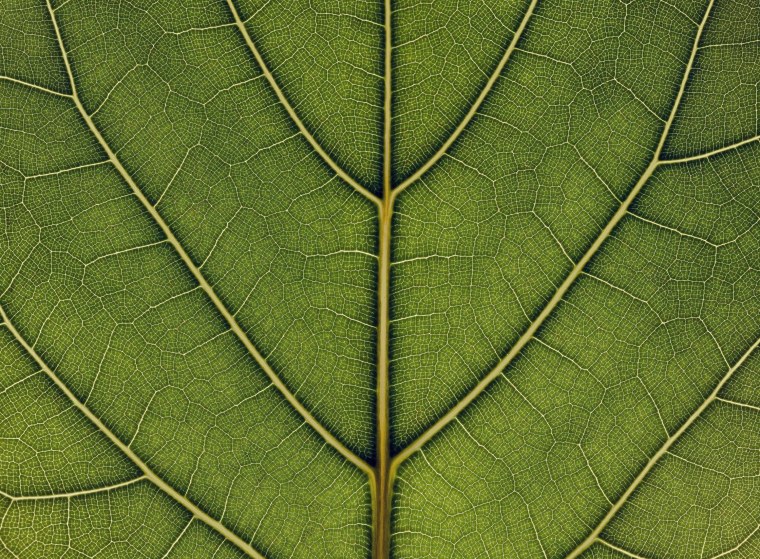 Прожилки листа
