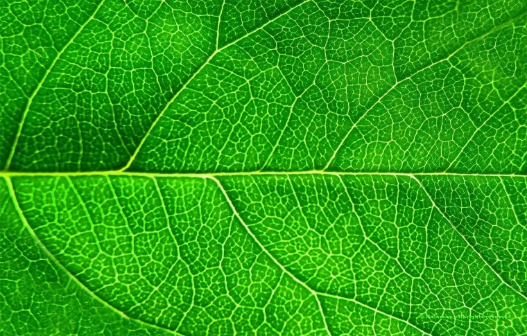 Текстура листа