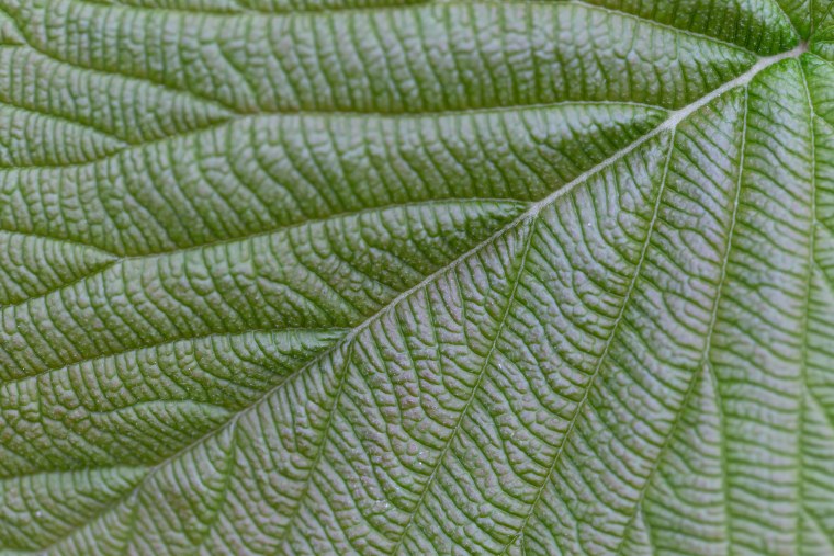 Хлорофилл ботаника