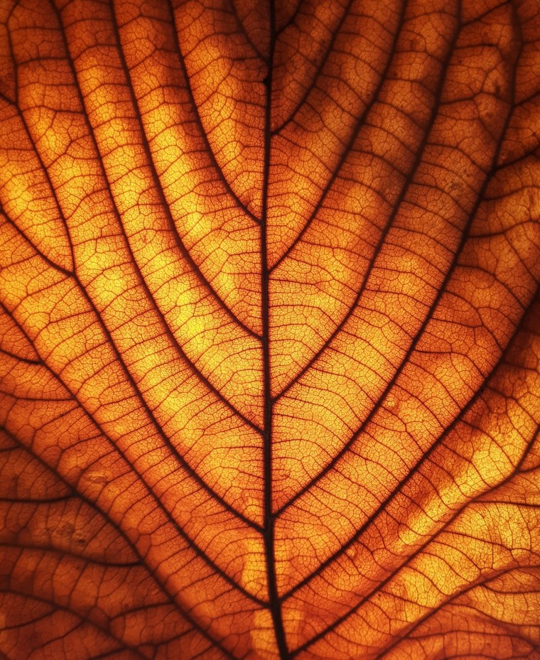 Текстура листвы