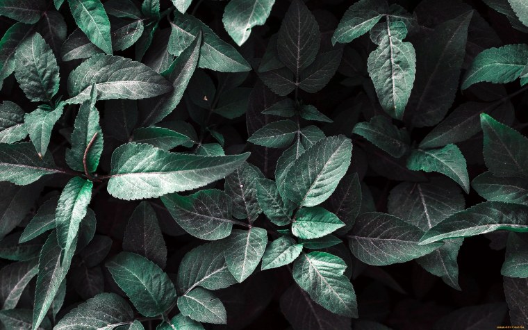 Эстетика фиолетового