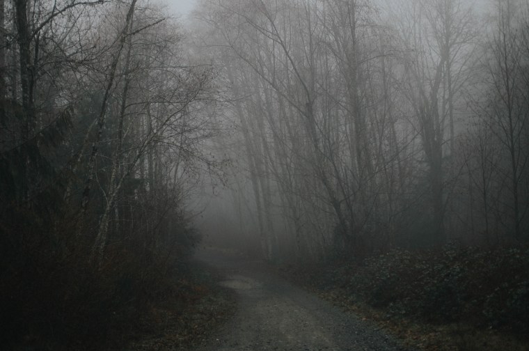 Мрачный лес в тумане