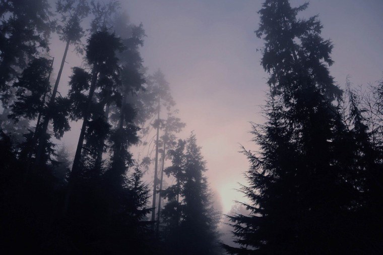 Эстетика темных лесов