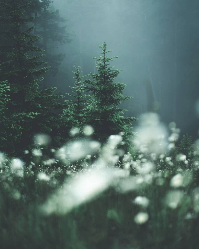 Лес в тумане Эстетика