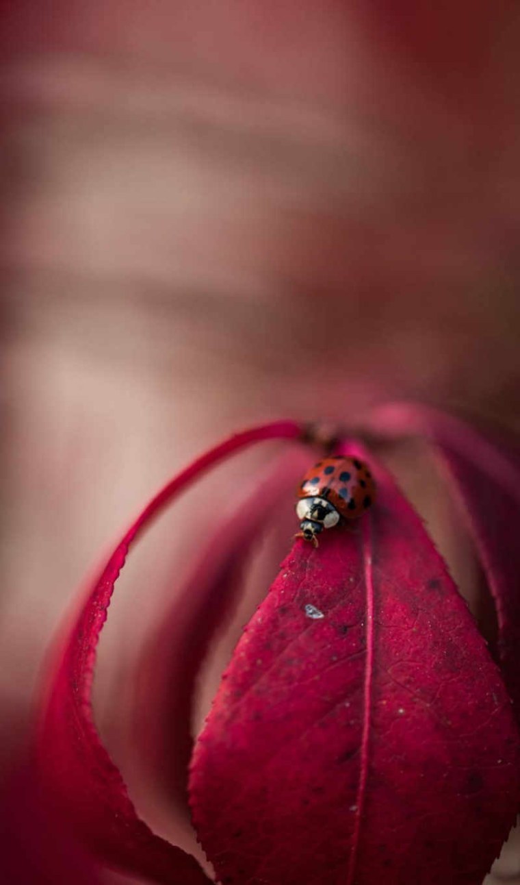 Кара Делевинь веснушки