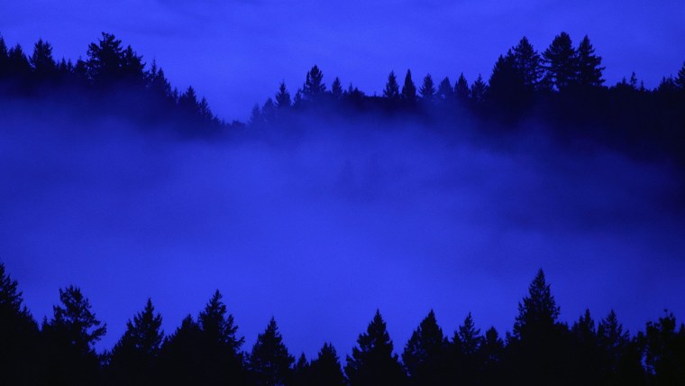 «Ночь в лесу»