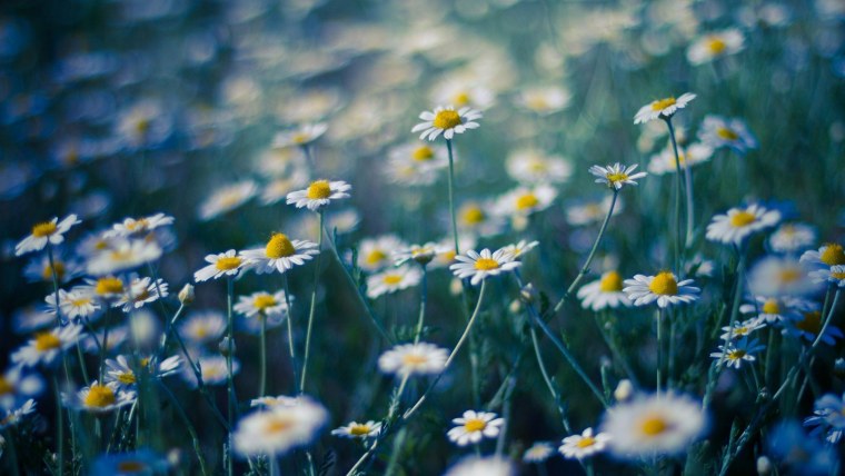 Полевые ромашки ночью