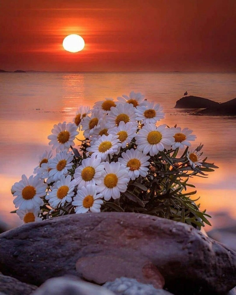 Добрый вечер ромашки