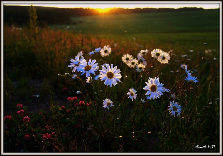 Утро 22 июня 1941 года рассвет