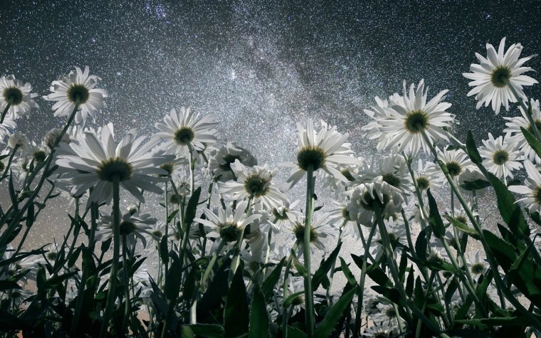 Космическая Ромашка