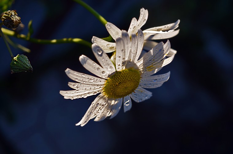 Ромашки и мистика