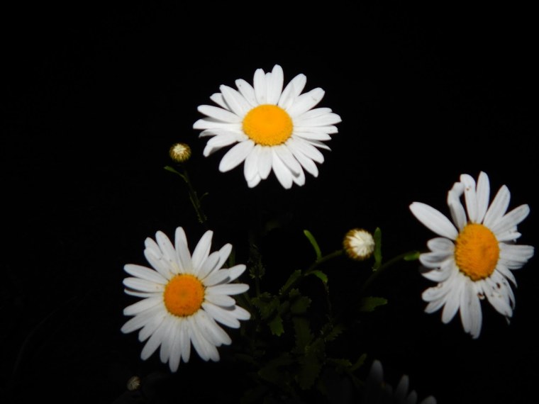 Ночь с ромашками,розами