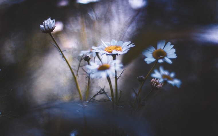 Ромашки на размытом фоне