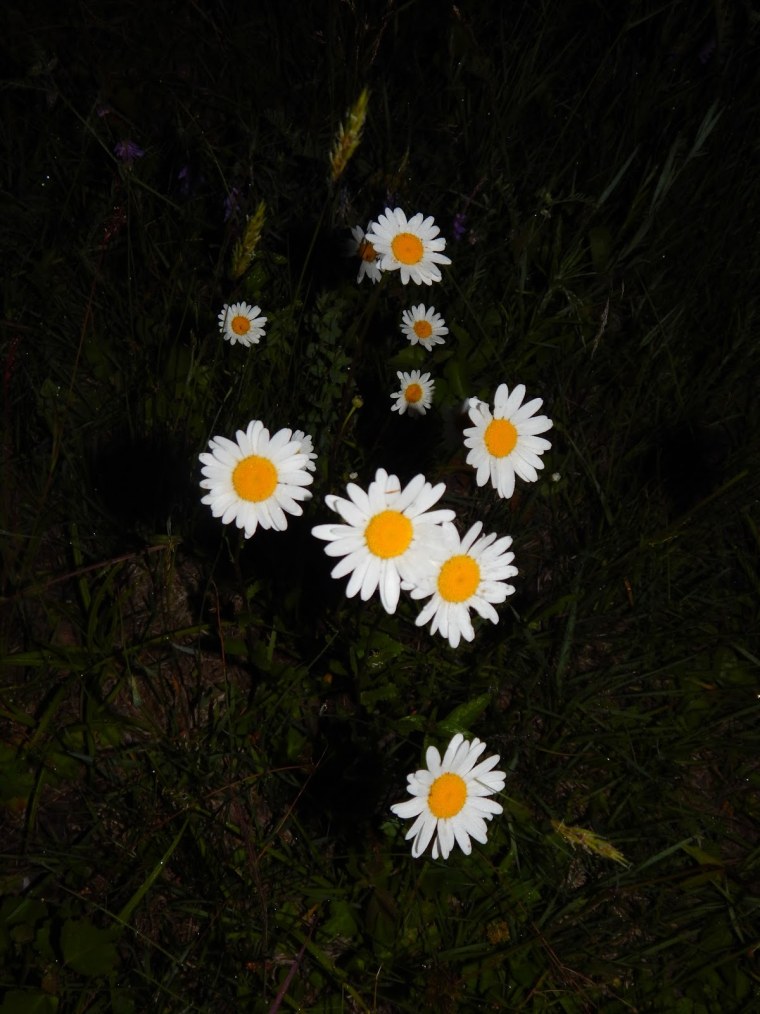 Ночные ромашки красивые