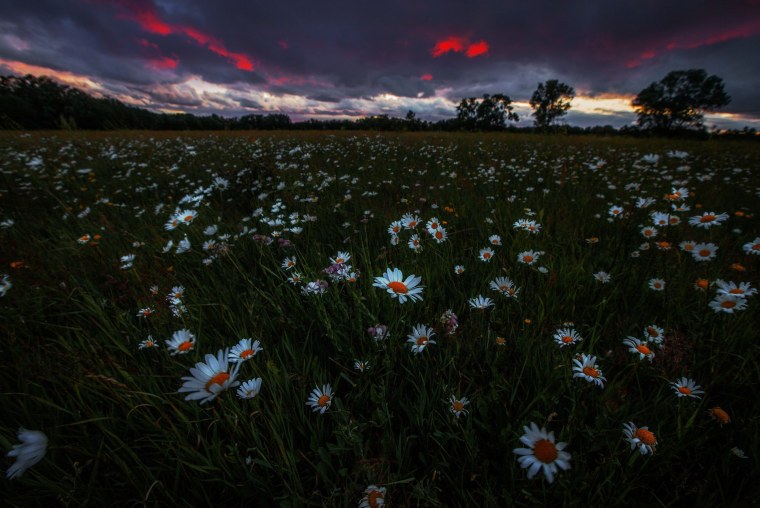 Ромашковое поле