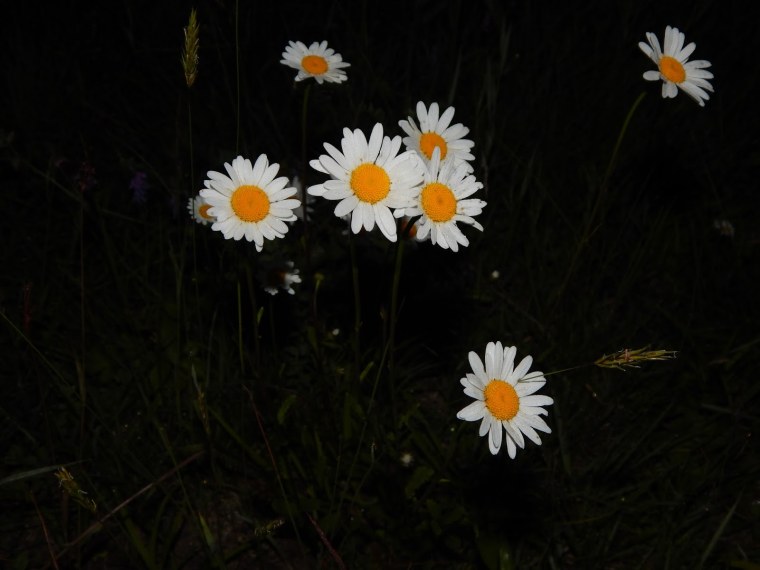Ромашки ночью