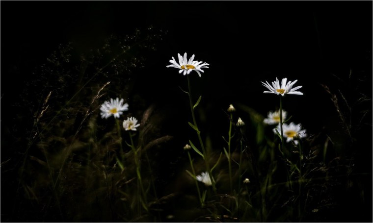 Прекрасной ночи с ромашками