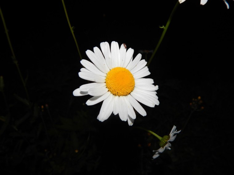 Ромашки ночью