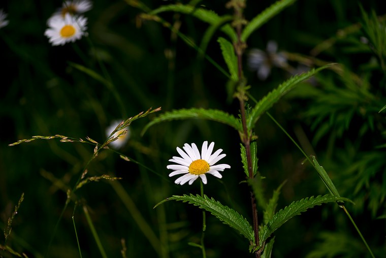 Ромашки вечером