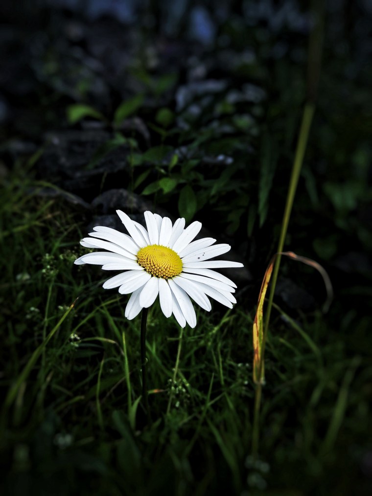 Ромашки ночью