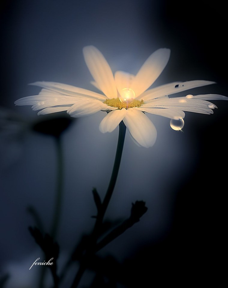 Одинокий цветок