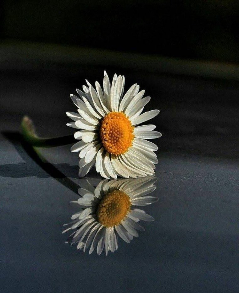 Ромашка с одним лепестком