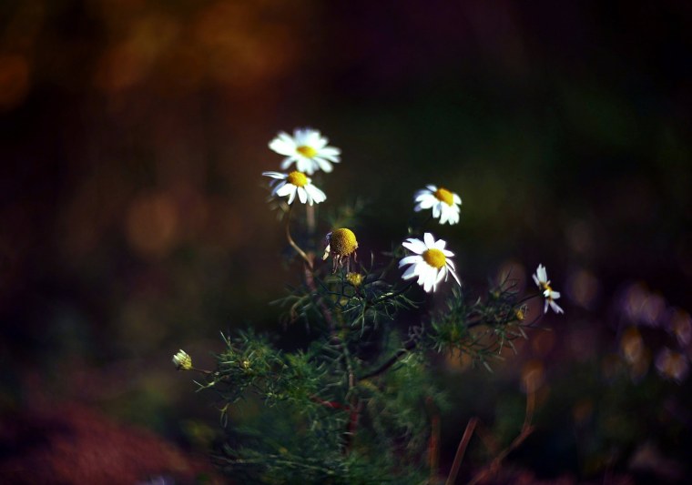 Красивые ромашки на темном фоне