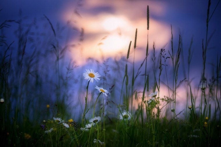 Ромашка Луна