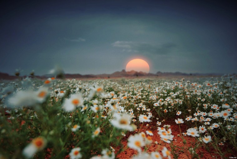 Поле цветов на рассвете