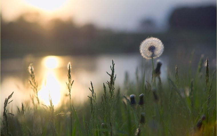 Одуванчик на рассвете