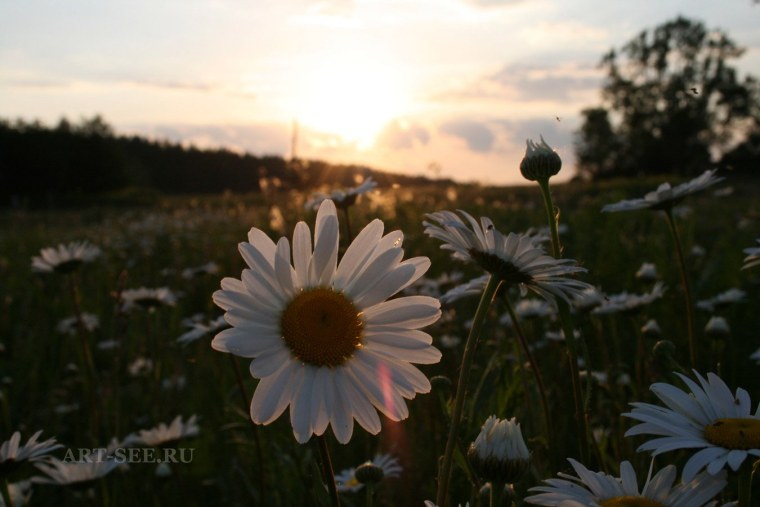 Закат поле ромашки