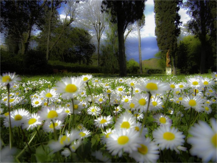 Луг ромашковый ночной