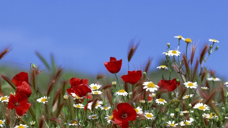 Анимация луговые цветы