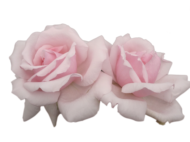 Наклейки для фотошопа цветы