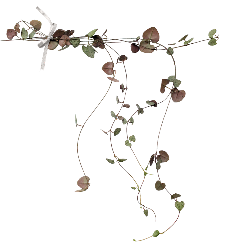 Декор для фотошопа