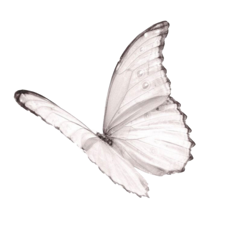 Роза и бабочка