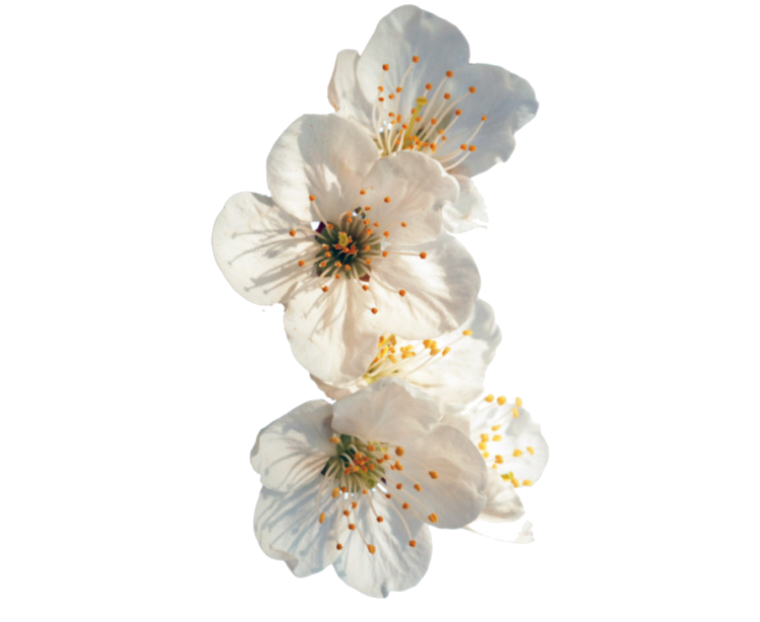 Цветы на белом фоне Эстетика