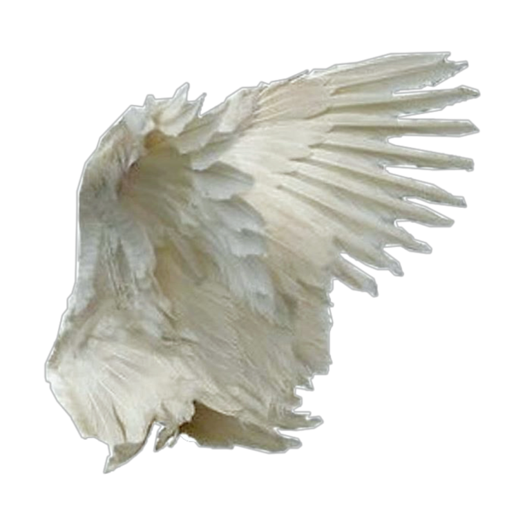 Эстетика на белом фоне для фотошопа