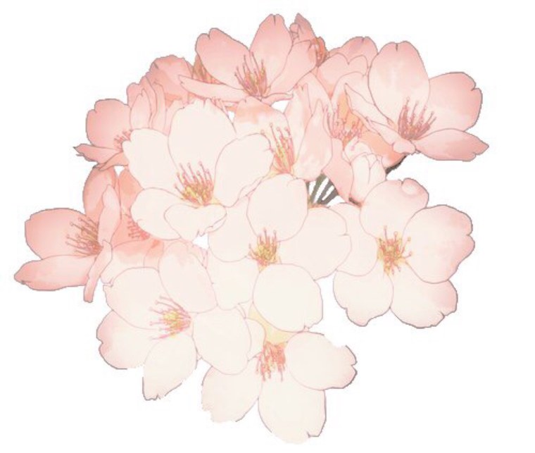 Эстетичные цветы на прозрачном фоне